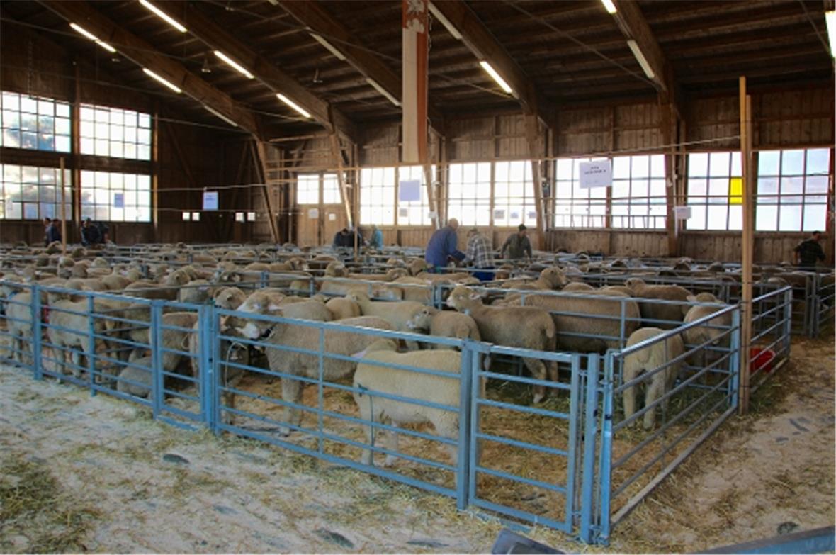 Schafausstellung in der Markthalle Zweisimmen