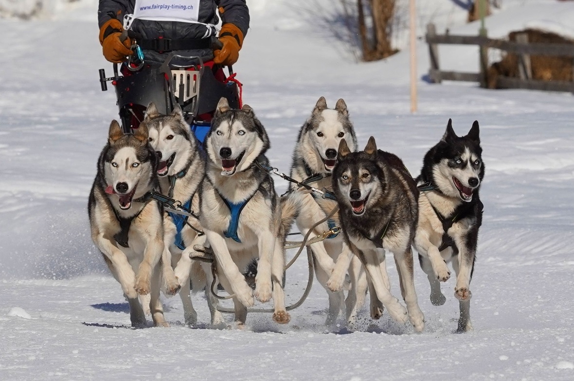 Schlittenhunderennen Lenk 2022