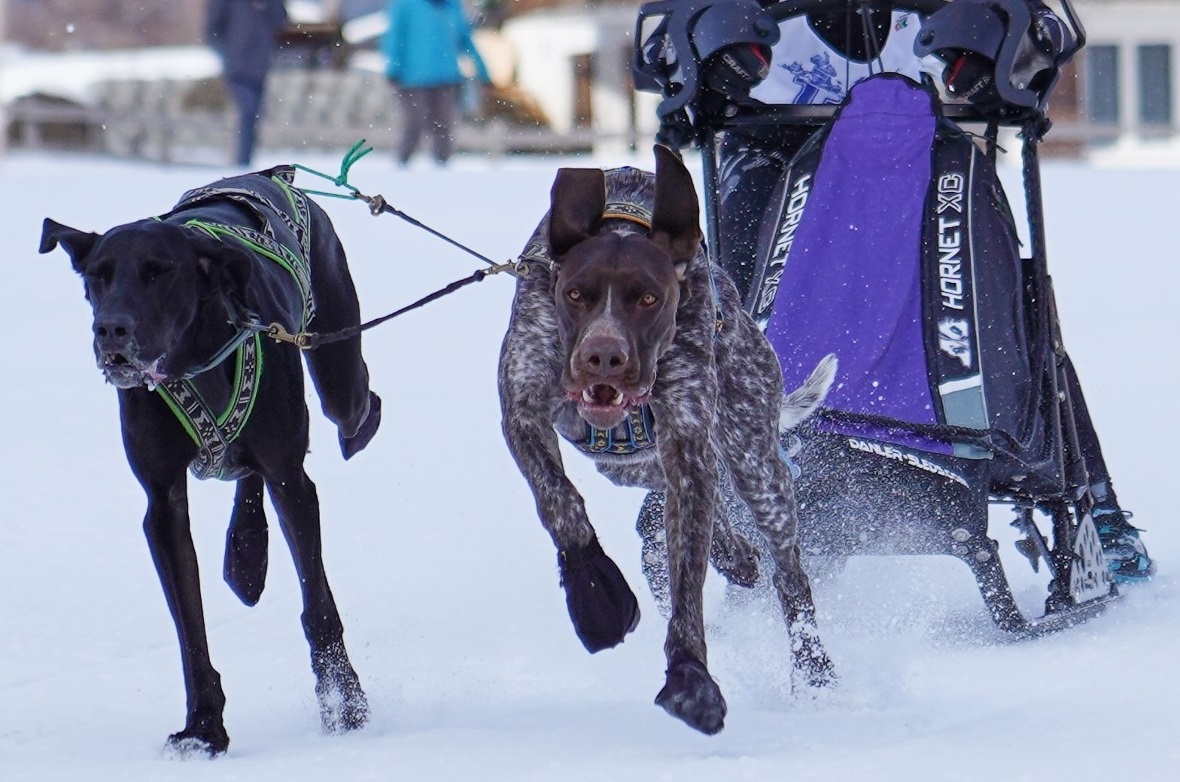 Schlittenhunderennen Lenk 2022