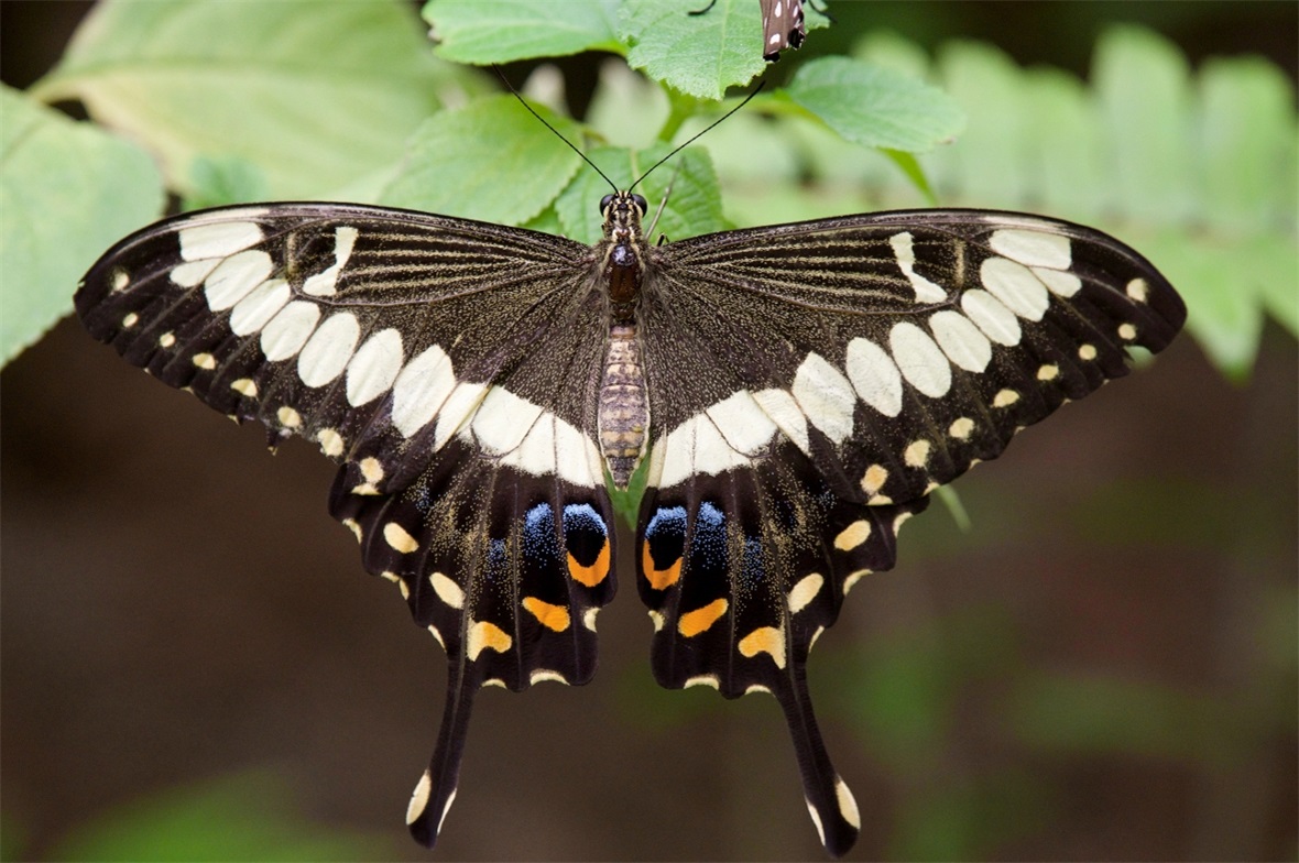 Schmetterling im Papiliorama.