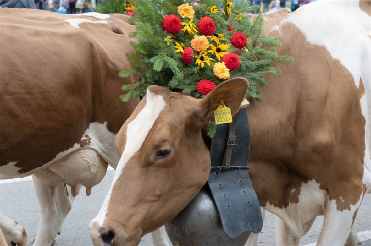 Schön geschmückte  Kuh.
