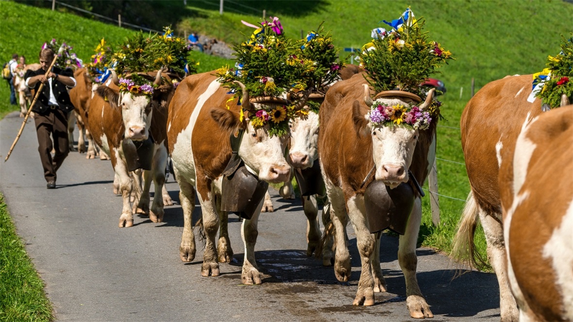 Schön geschmückte Züglete an der Alpabfahrt St. Stephan.