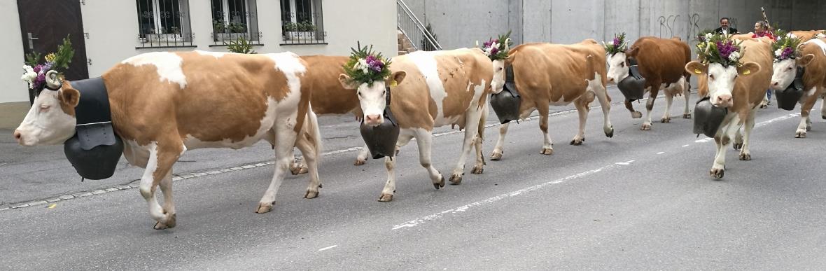 Schön herausgeputzte «Züglete» am Umzug.
