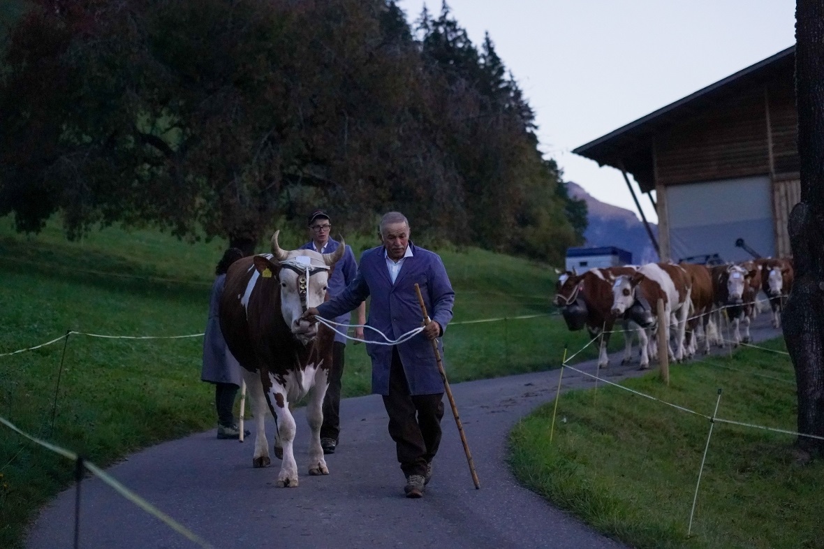 Schon am frühen Morgen brachten die Züchter ihre Tiere hinunter nach Garstatt.