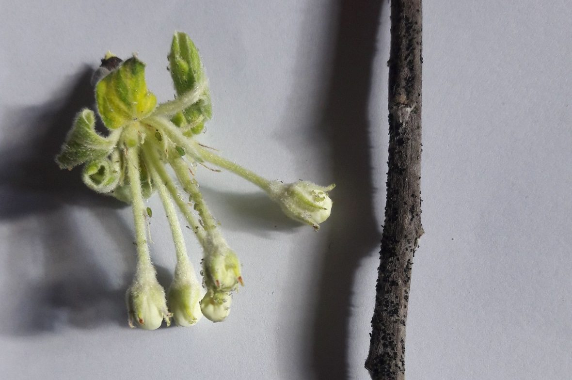 Schwarze Eier der grünen Apfelblattlaus und lebendig gewordene Exemplare auf dem Blütenbüschel. Mit dem Austrieb der Pflanzen werden auch die Schädlinge aktiv.