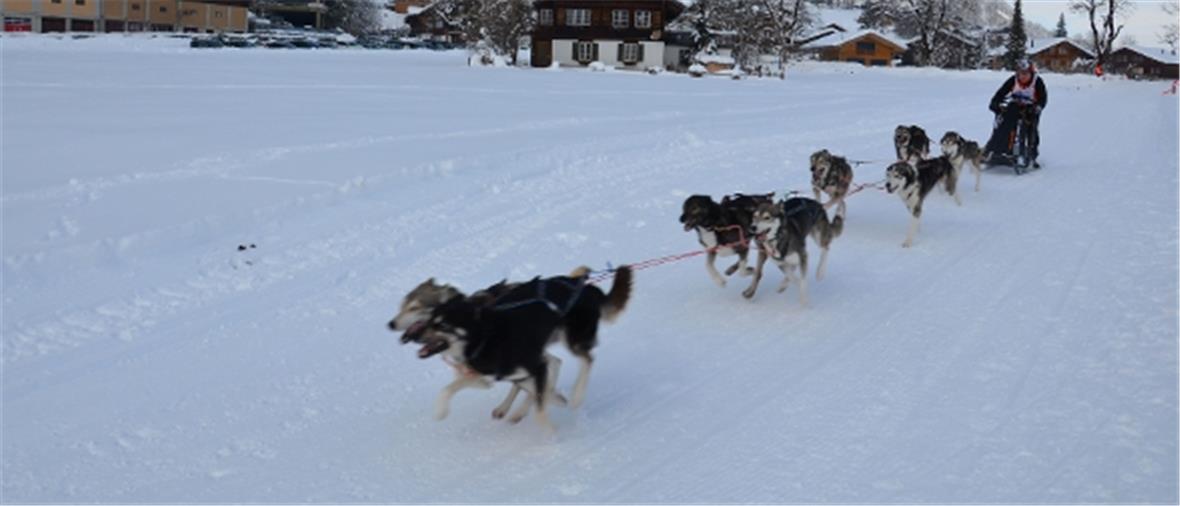 Schweizermeister mit acht Hunden über zweimal 16 Kilometer. René Weber aus Reinach rettete mit seinem Siberian Husky Gespann Gold um fünf Sekunden.