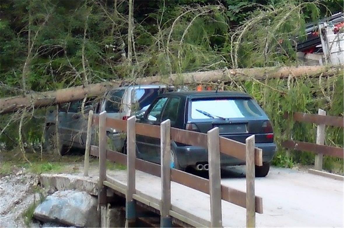 Schwerer Unfall: Ein Baumstamm stürzte auf die beiden Fahrzeuge.