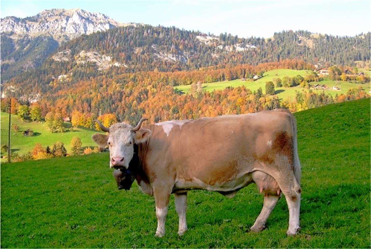 Das Schönste von vielen schönen Bildern Simmentaler Herbst; vom Wellenberg, Blick Richtung Weissenburgberg Richard Walter, Weissenburg
