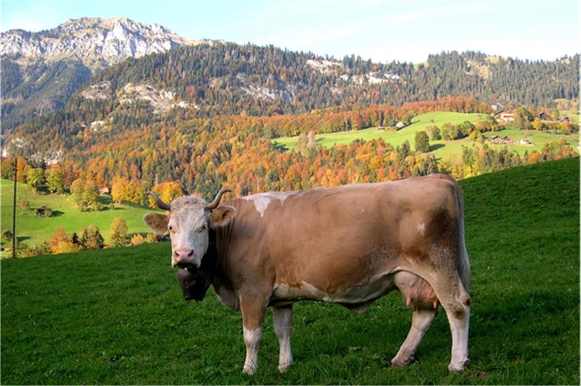 Simmentaler Herbst; vom Wellenberg, Blick Richtung Weissenburgberg. Foto; Richar...