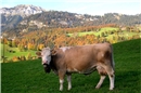Simmentaler Herbst; vom Wellenberg, Blick Richtung Weissenburgberg. Foto; Richar...