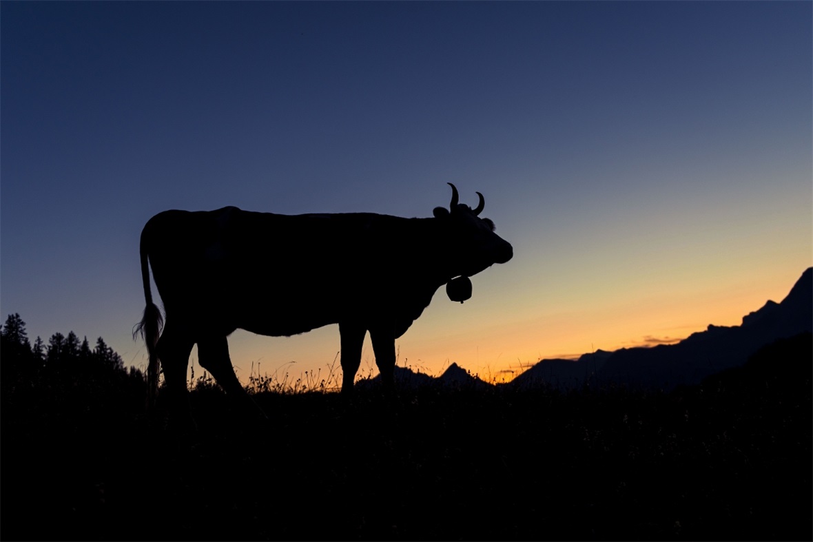 Simmentaler Kuh bei Sonnenaufgang auf Alp Rüwlisse bei St.Stephan.