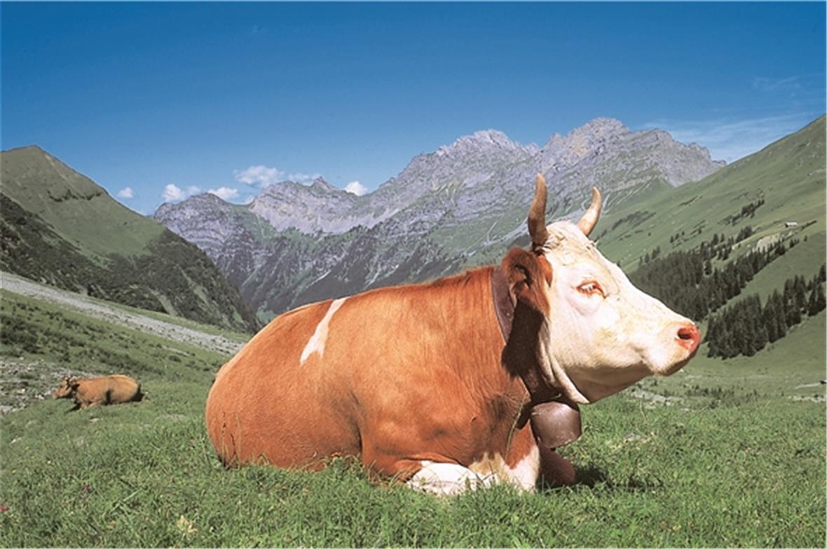 Simmentaler Kuh.