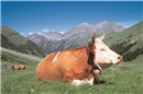 Simmentaler Kuh.
