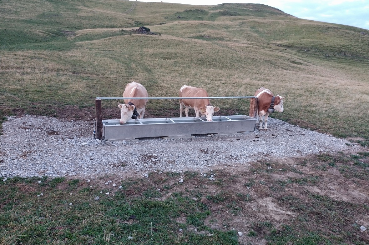Simmentaler Vieh am Saufen in trockener Umgebung: Die Alp Obergestele liegt auf dem Gemeindegebiet von Zweisimmen im Dreieck mit Boltigen und Diemtigen.