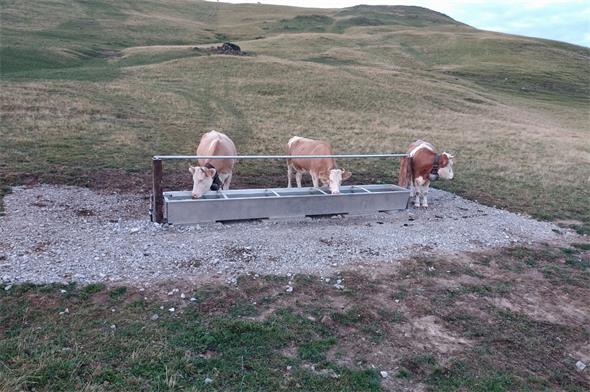 Simmentaler Vieh am Saufen in trockener Umgebung: Die Alp Obergestele liegt auf dem Gemeindegebiet von Zweisimmen im Dreieck mit Boltigen und Diemtigen.