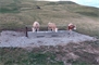Simmentaler Vieh am Saufen in trockener Umgebung: Die Alp Obergestele liegt auf dem Gemeindegebiet von Zweisimmen im Dreieck mit Boltigen und Diemtigen.