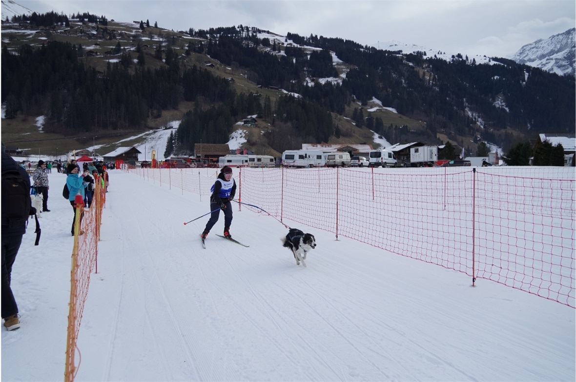 Sina Tauss und Hündin Laila gewannen die Juniorklasse.