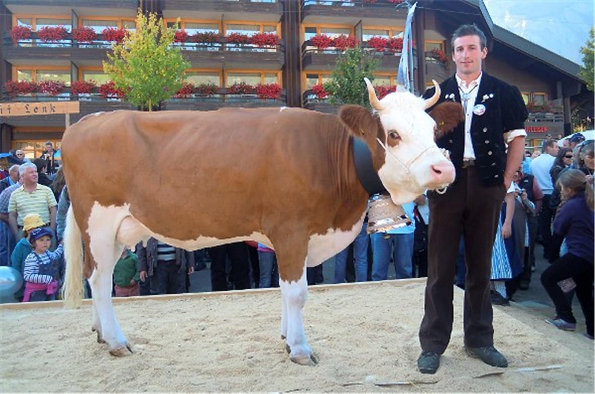 Spiegel Miss Lenk 2011. Eine reine Simmentalerin, in der ersten Laktation, Tocht...