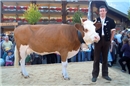 Spiegel Miss Lenk 2011. Eine reine Simmentalerin, in der ersten Laktation, Tocht...