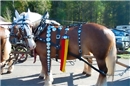 Starkes Zugpferd