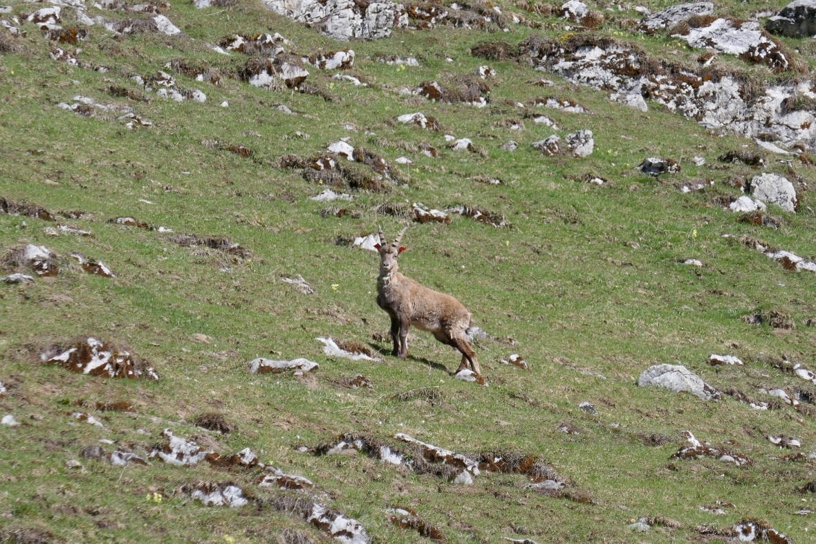 Steinbock Christoph kurz nach seiner Freilassung am Stockhorn.