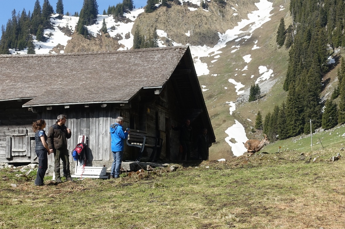 Steingeiss Dora nimmt aus dem Stall einen Flug zurück in die Freiheit.