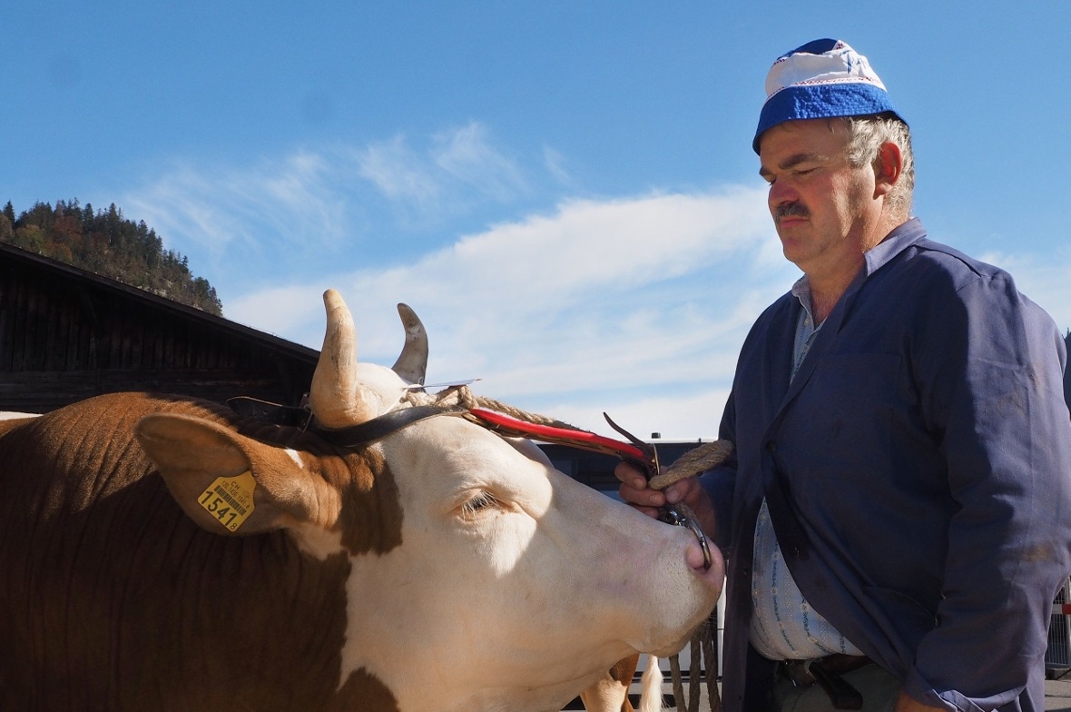 Stier «Boris», Züchter Peter Stoller, Frutigen, Eigentümer Hans Schwarz, Boltige...
