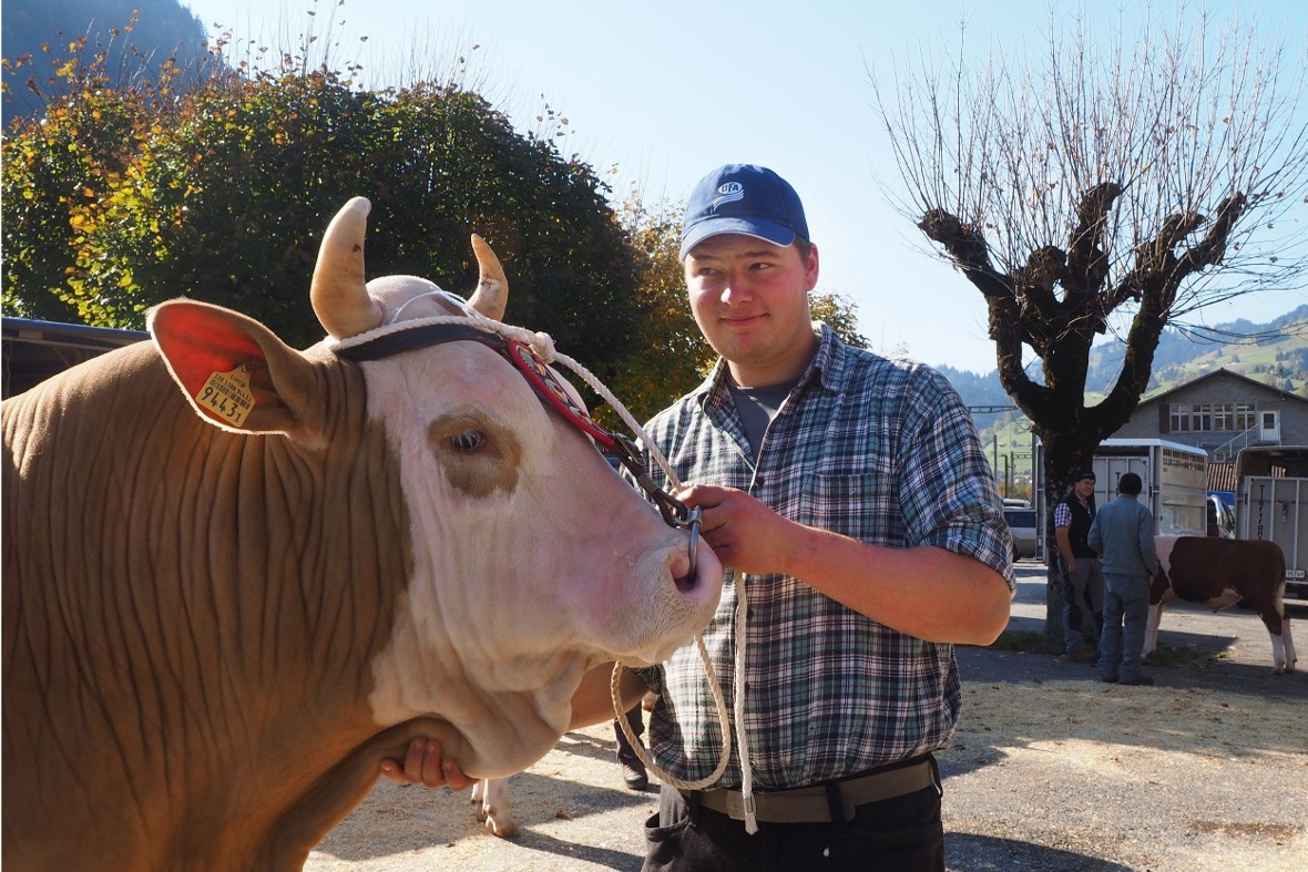 Stier «Dario», Züchter Peter Zimmermann, Lenk, Eigentümer Andreas und Stefan Röt...