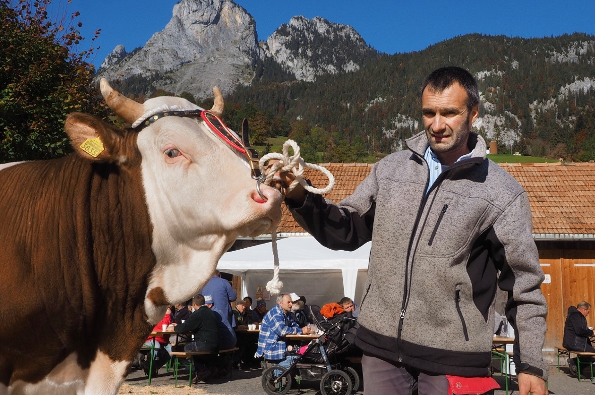 Stier «Immer», Züchter Peter Zimmermann, Lenk, Eigentümer Fritz Bergmann, Matten...
