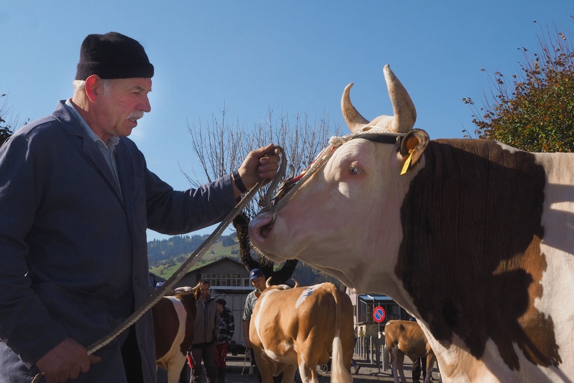 Stier «Joker», Züchter: Christian Burri-Heinisch, St. Stephan, Eigentümer: Willi...