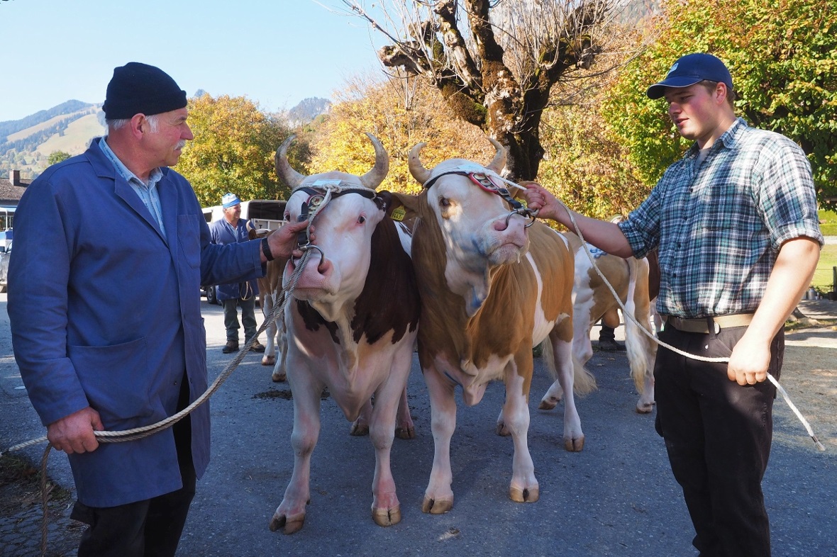 Stier «Joker», Züchter: Christian Burri-Heinisch, St. Stephan, Eigentümer: Willi...