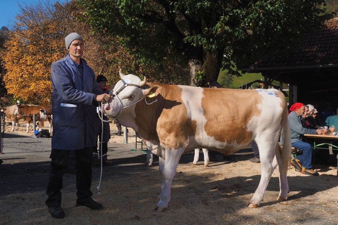 Stier «Leon», Züchter Rudolf Rauber-Müller Frutigen. Eigentümer Fam. Reichen, Zw...