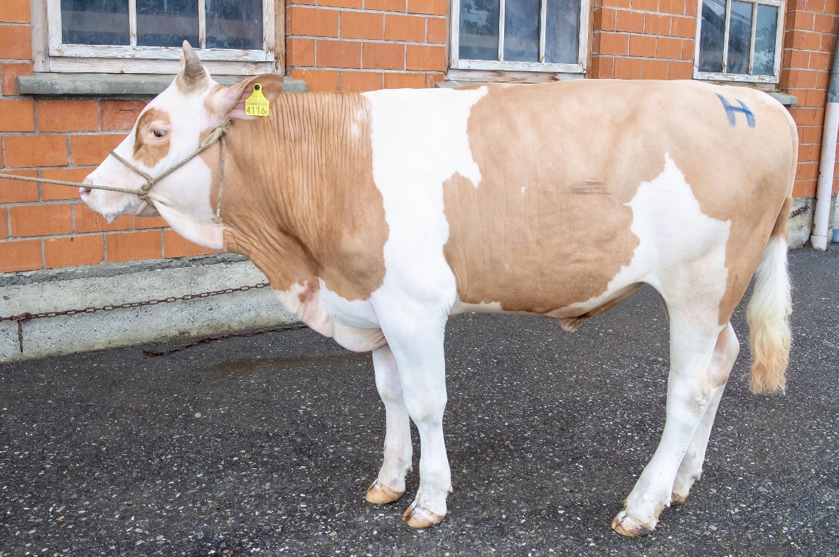 Stier Niesen erfüllte alle Anforderungen. Sein Züchter Niklaus Matti aus Zweisim...