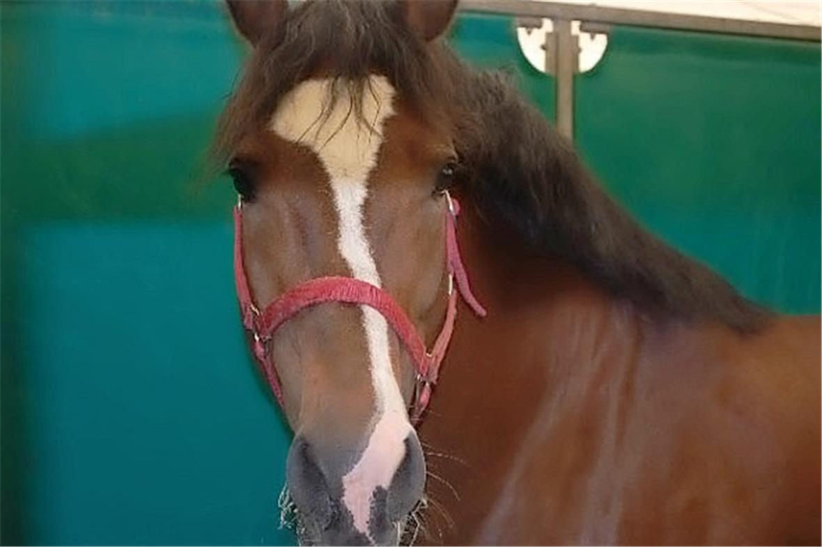 Stolzer Zuchthengst «Helix»