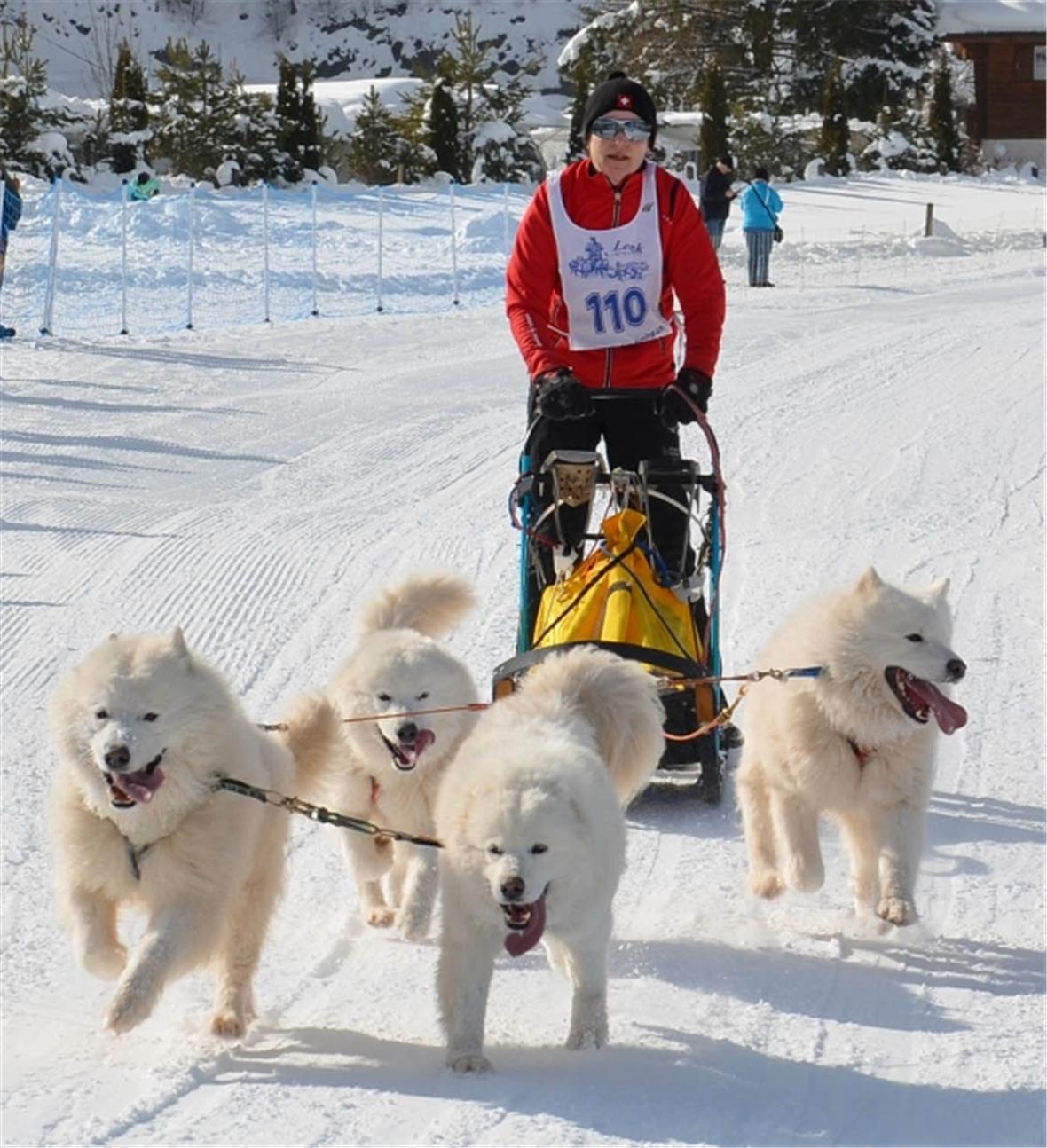 Susanne Jost aus Kehrsatz erreichte mit ihrem prächtig weissen Samojede-Gespann als Zweite ihrer Kategorie das Ziel.