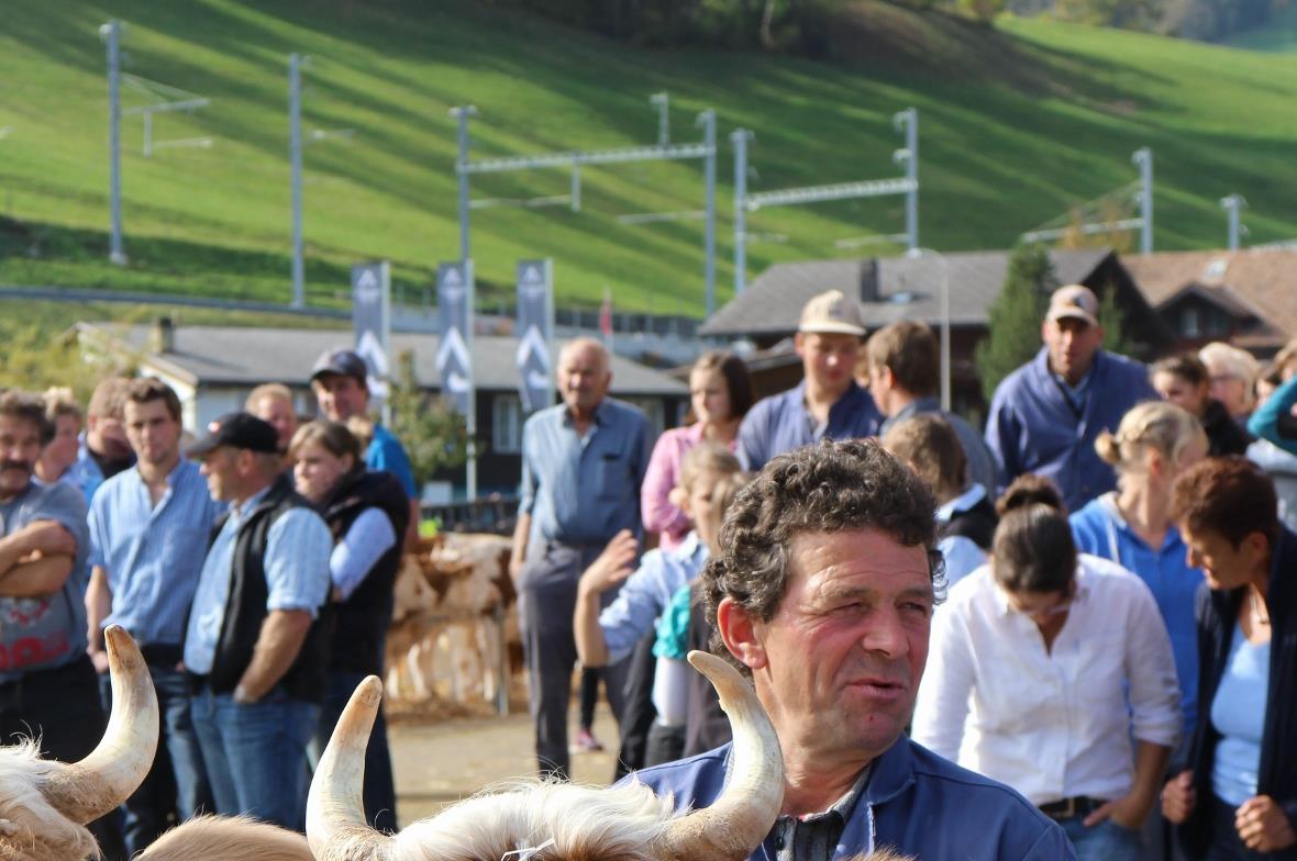 Tageschef Jakob Eschler legt bei der Präsentation im Ring selbst Hand an und ist mit der ersten gemeinsamen Punktierung aller Zweisimmer Viehzuchtgenossenschaften zufrieden.