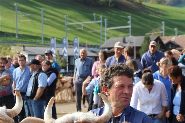 Tageschef Jakob Eschler legt bei der Präsentation im Ring selbst Hand an und ist mit der ersten gemeinsamen Punktierung aller Zweisimmer Viehzuchtgenossenschaften zufrieden.