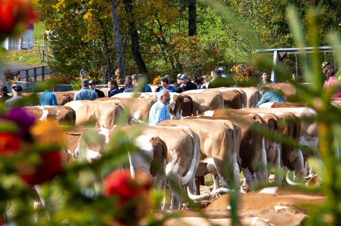 Über 200 Kühe warteten darauf, von den Experten beurteilt zu werden.
