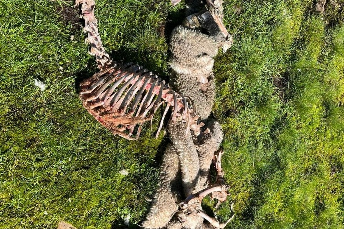 Überreste eines Schafes auf Alp Chummli. Dass Gänsegeier tote Tiere in kürzester Zeit fressen, ist bekannt. Doch die Vereinigung vermutet, dass diese auch die Ursache für den Tod der Tiere sein könnten und fordert vom Kanton Aufklärung.