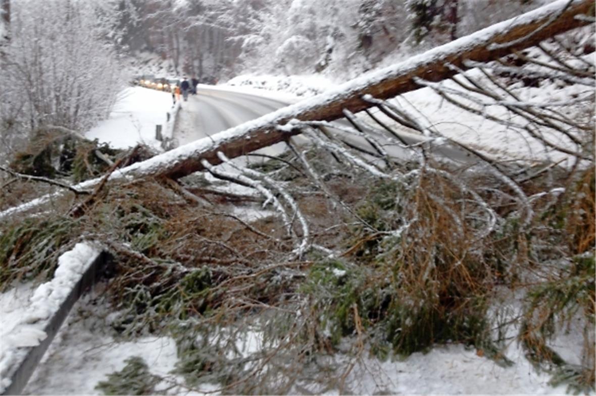 Um ein Haar hätte diese umstürzende Tanne ein holländisches Ehepaar unter sich begraben.