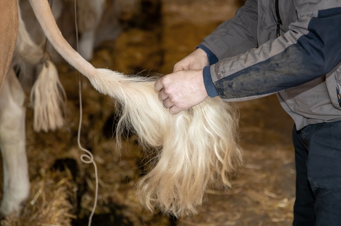 Und noch ein paar Haare für die DNA-Probe.