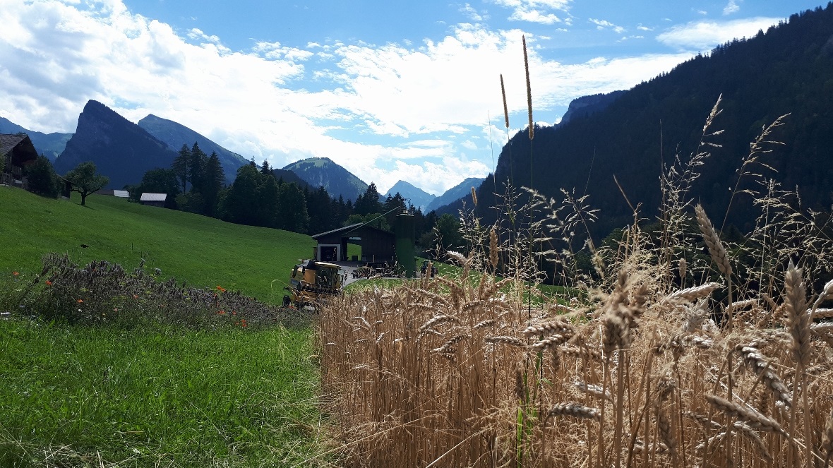 Ungewohntes Bild von der Wattfluh.