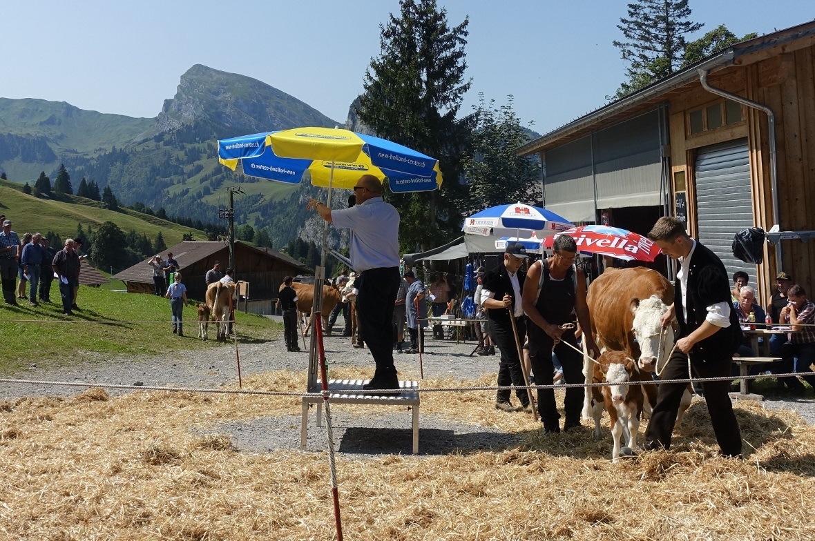 Unter den zu versteigernden Tieren waren auch einige Mutterkühe mit Kalb.