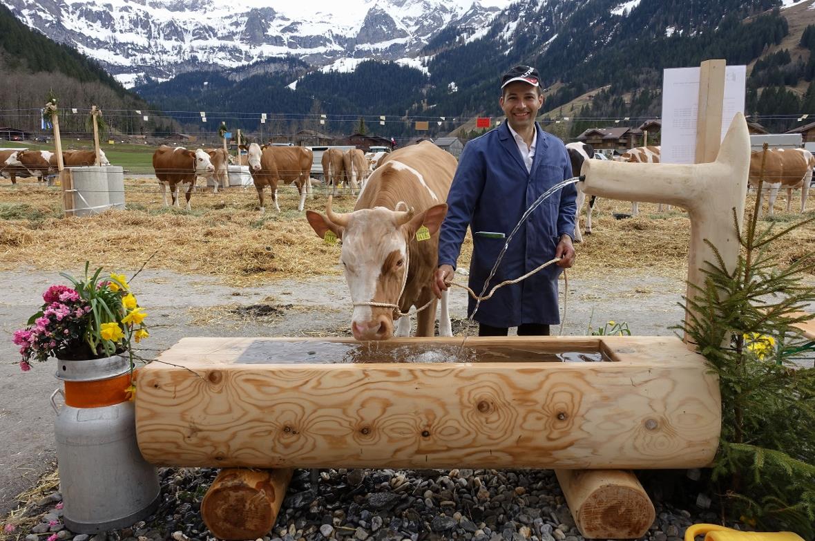 Vieh und Betreuer durstig, aber zufrieden nach der flotten Amtsviehschau: Rind J...