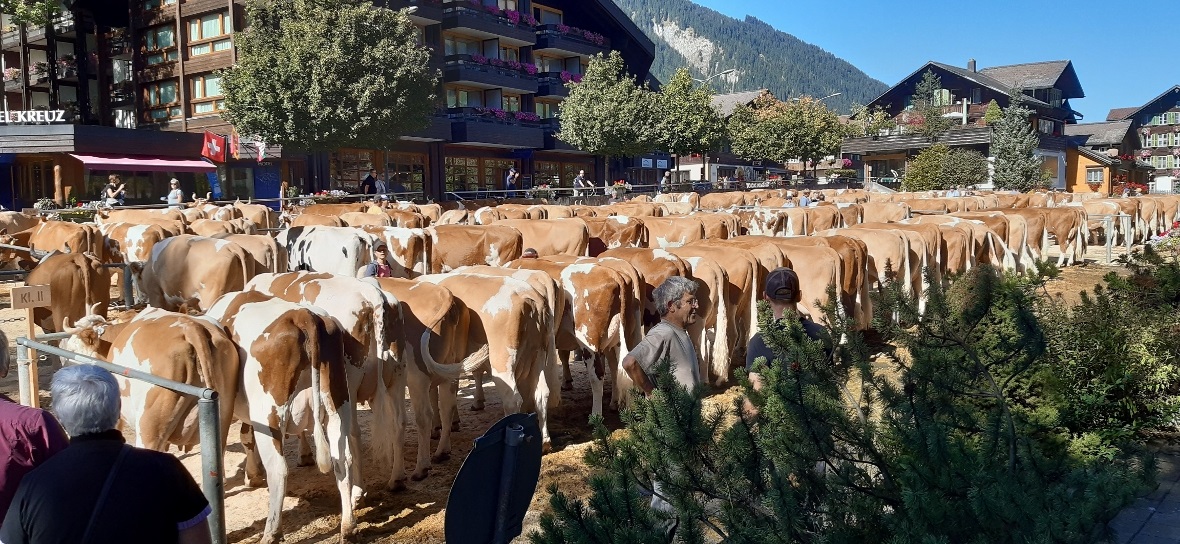Viel Arbeit für die Experten: Rund 200 Tiere brachten die fünf Viehzuchtgenossen...
