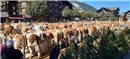 Viel Arbeit für die Experten: Rund 200 Tiere brachten die fünf Viehzuchtgenossen...