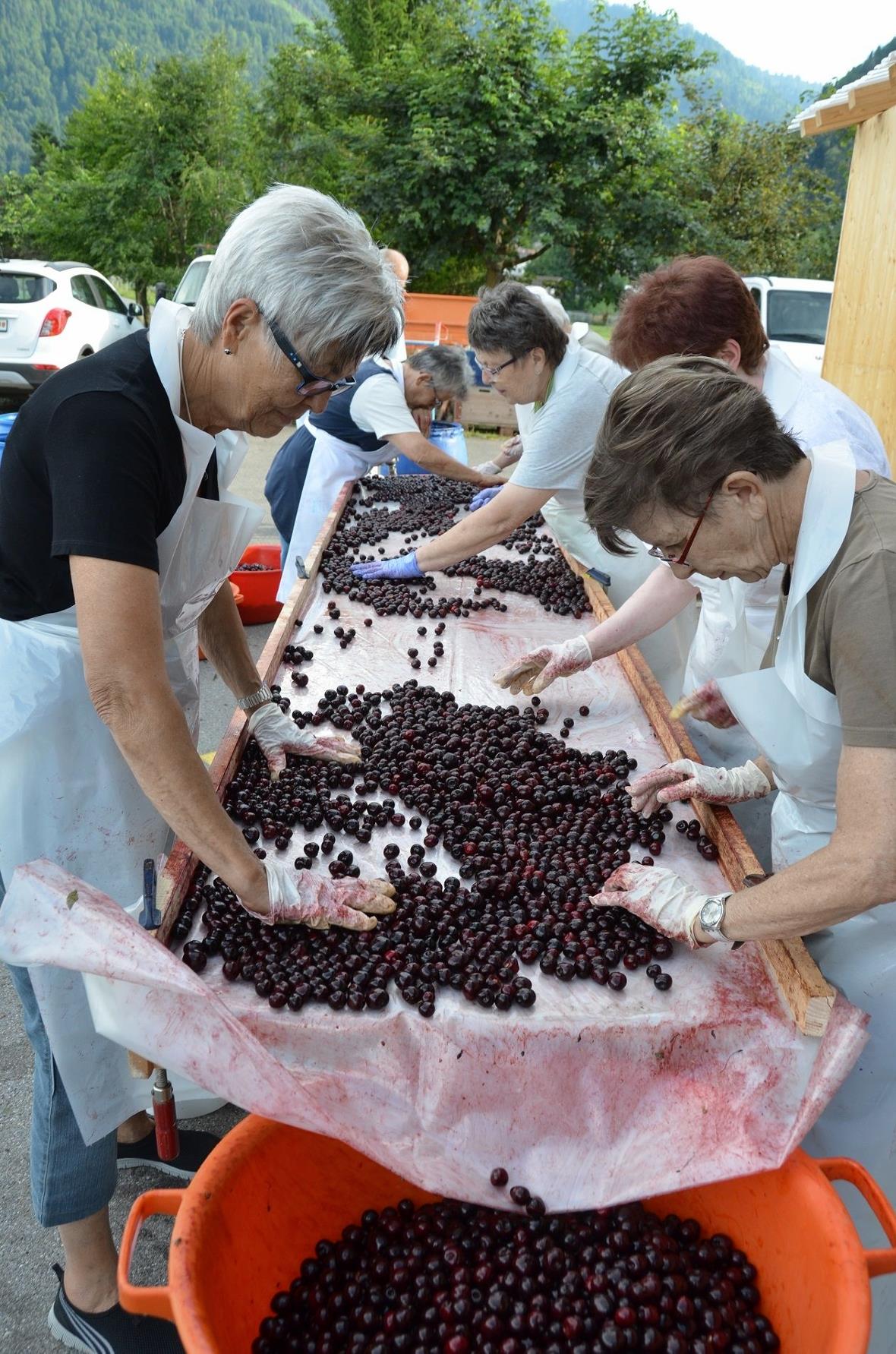 Viele fleissige Helfer erlesen die frischen Kirschen.