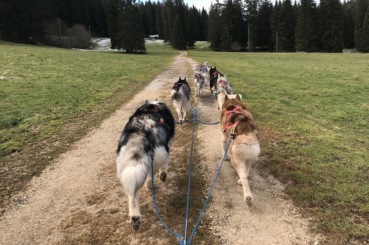 Viviennes Hunde an der Gangline vor dem Wagen