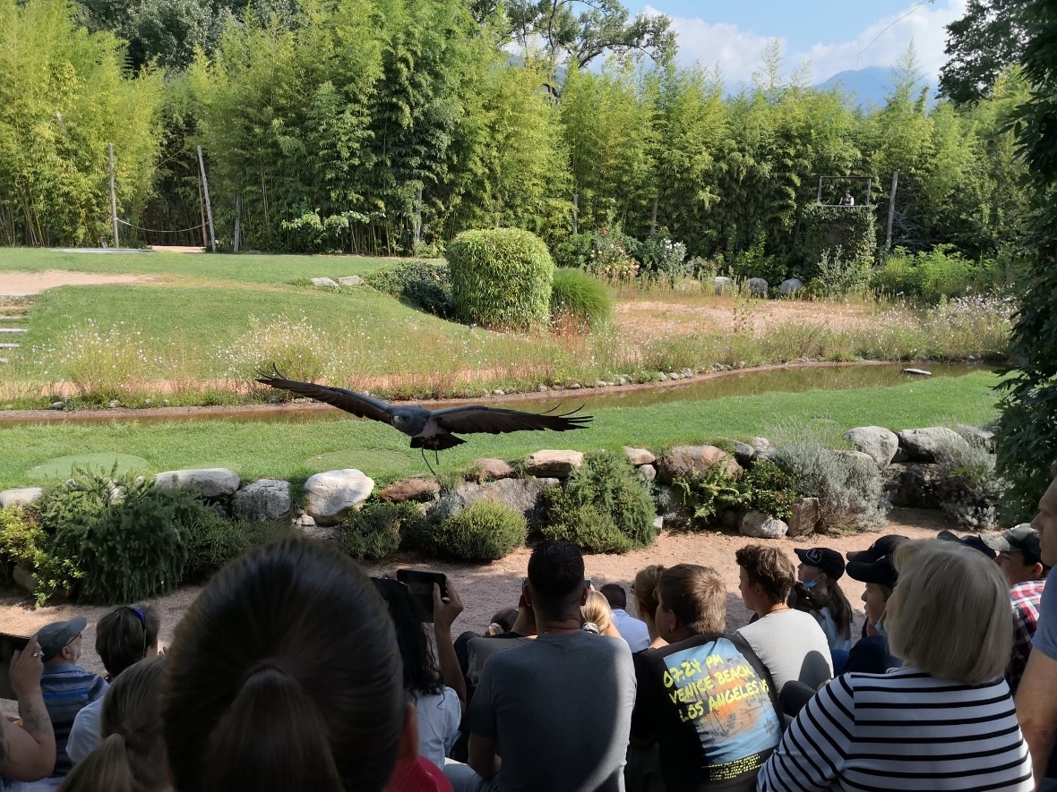 Vogel fliegt auf die Zuschauer zu.