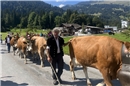 Volk und Vieh auf dem Weg von der Alp Flösch im Tal bei der Brücke über die Simm...
